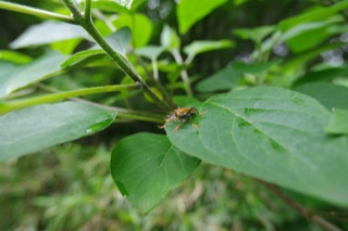 個性豊かな昆虫たち - 狭山丘陵の林縁散策
