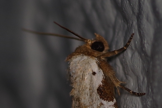 蛾の顔を考察 ワタシカラノキョリ