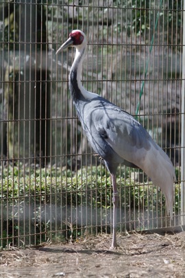 智光山公園の動物園で野鳥観察