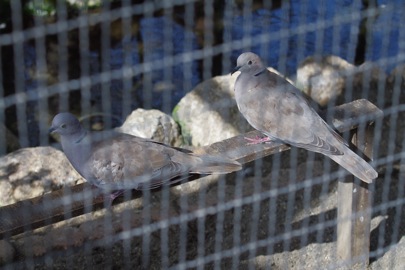 智光山公園の動物園で野鳥観察