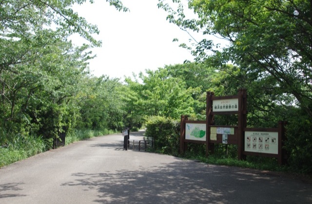 初めて見たハンミョウ - 横浜自然観察の森