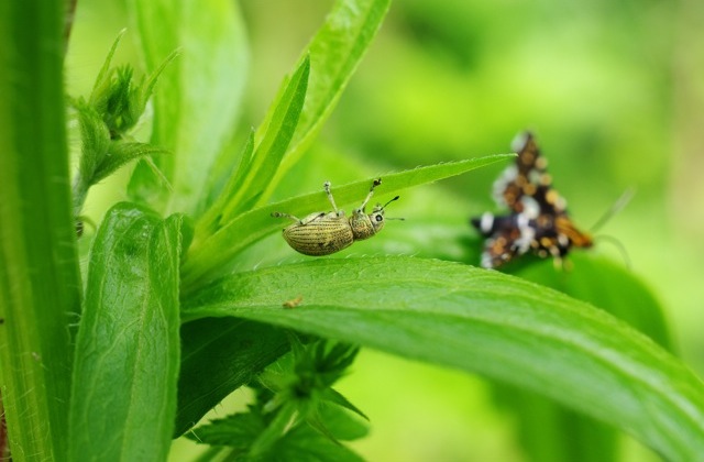 個性豊かな昆虫たち - 狭山丘陵の林縁散策