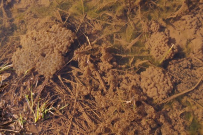 西久保湿地、岸たんぼ - 水辺に春が訪れました