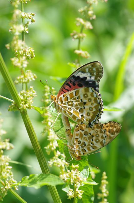 狭山丘陵の７月前半の蛾や蝶